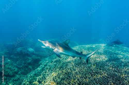 Grey reef shark swimming over coral reef cleaning station with its mouth open