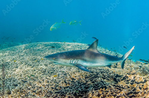 Grey reef shark swimming over coral reef cleaning station with its mouth open