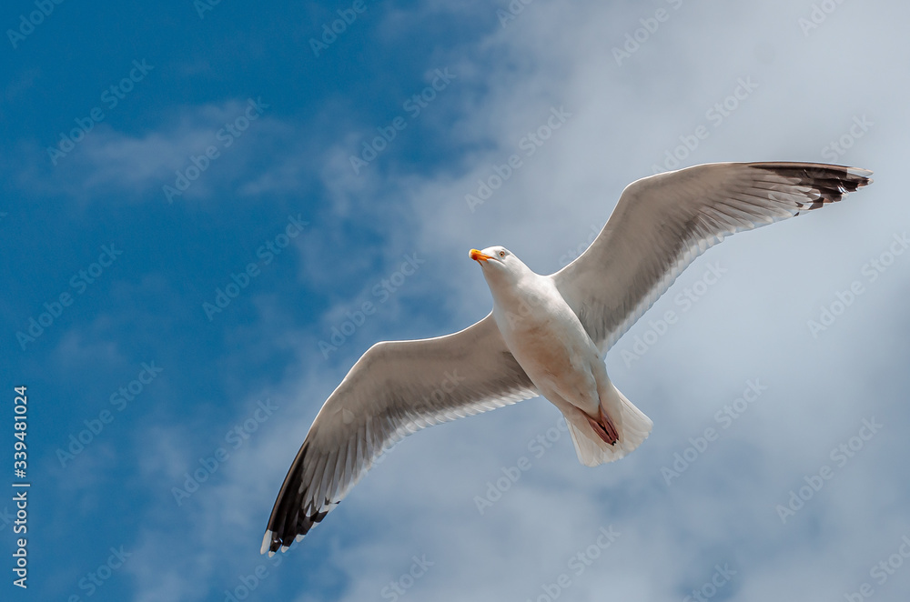Flying seagull, with its wings spread, hovering in the strong headwind in Brighton, East Sussex, UK Flying seagull, with its wings spread, hovering in the strong headwind in Brighton, East Sussex, UK