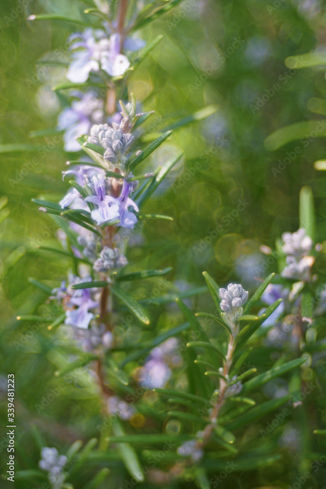 blooming branches of rosemary