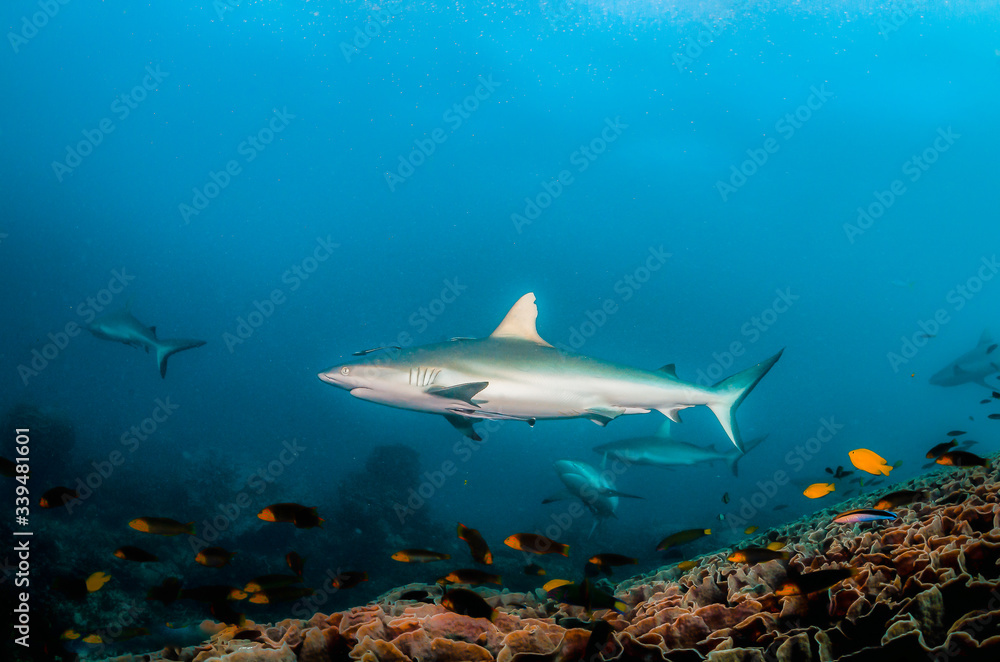 Grey reef shark swimming peacefully over a coral reef