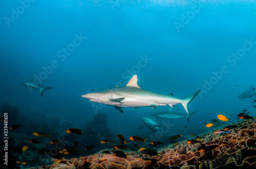 Grey reef shark swimming peacefully over a coral reef