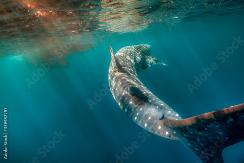 Whale shark swimming close to the surface in crystal clear blue ocean © Aaron