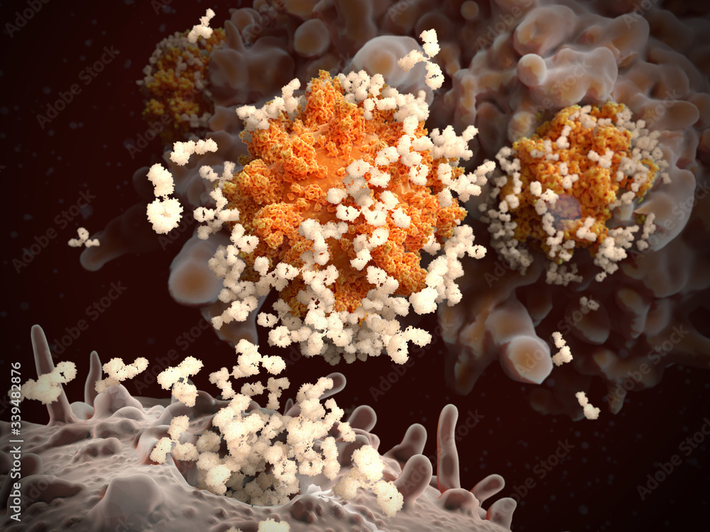 Blymphocyte releases antibodies against coronaviruses SARSCoV2. The