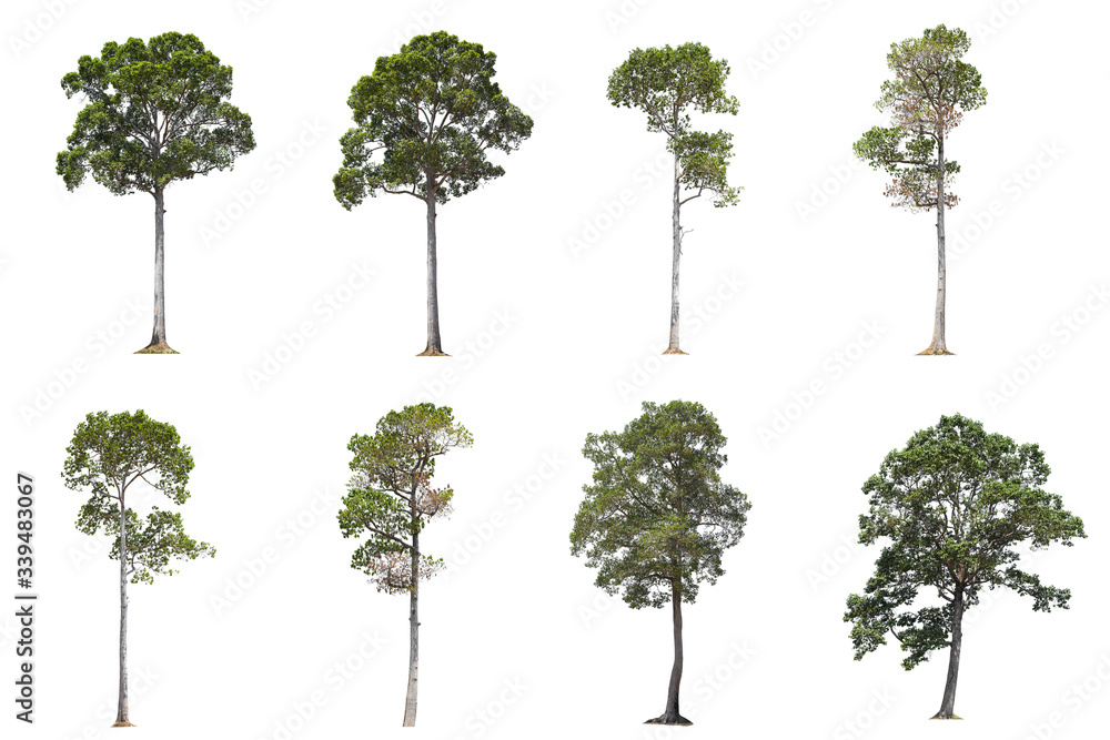 Fototapeta premium tree isolated on white background