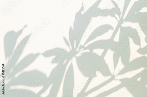 Leaves shadow background of natural plumeria leaves and tree branch. Nature leaves tree branch shadows and sunlight dappled on white concrete wall t
