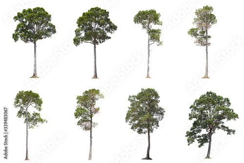 tree isolated on white background