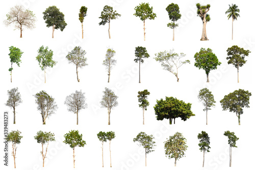 collection of trees isolated 
