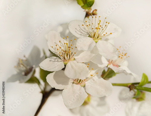 beautiful sakura branch, close-up, postcard
