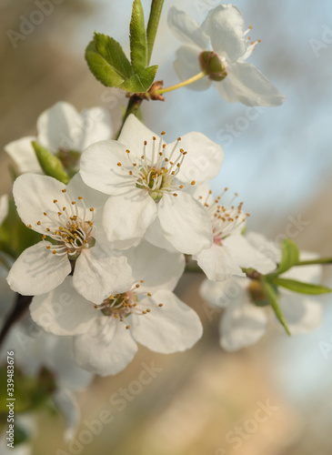 beautiful sakura branch, close-up, postcard