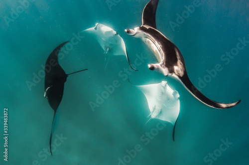 Four manta rays swimming together in a mating chain and doing somersaults