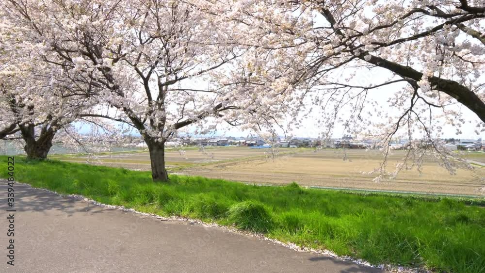 桜並木の桜のある風景 桜並木の桜のある風景