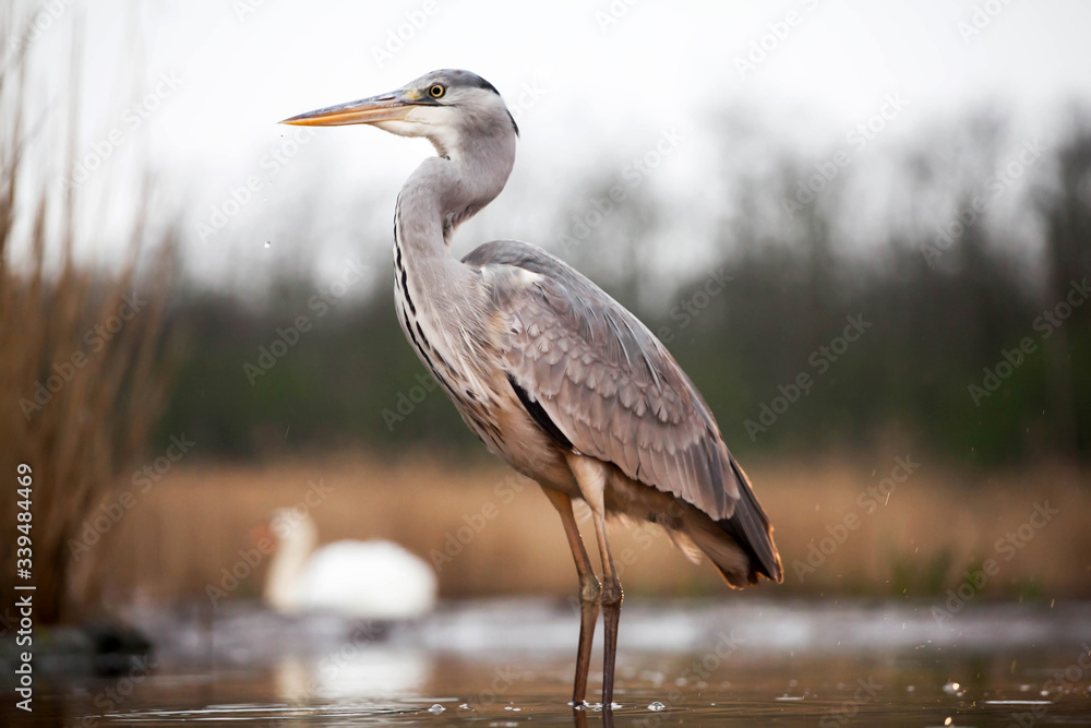 Grey heron eating fish Grey heron eating fish