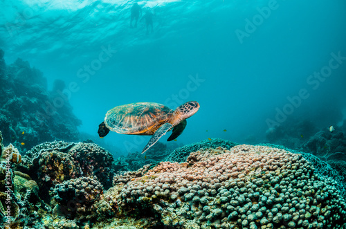 Green sea turtle swimming among colorful reef formations in clear turquoise ocean