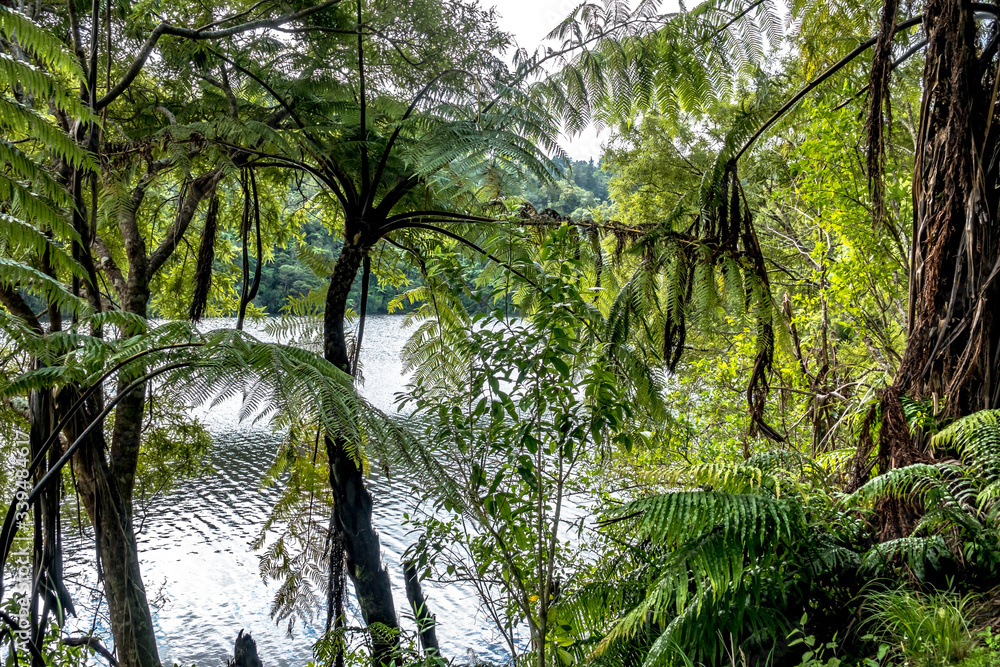 Naklejka premium Fern-trees in the rainforest, New Zealand