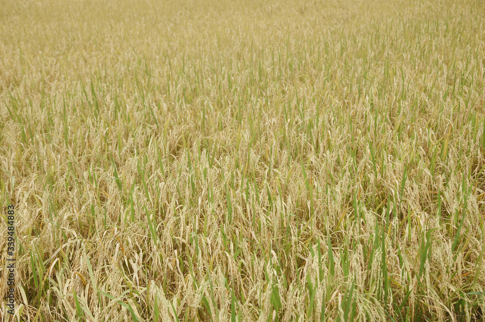 golden rice field in golden sunshine in afternoon golden rice field in golden sunshine in afternoon
