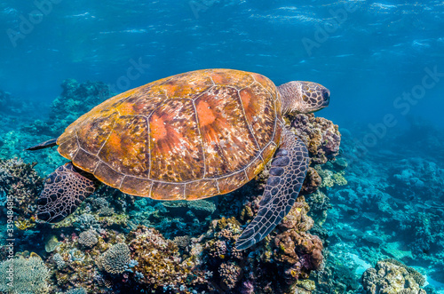 Wallpaper Mural Green sea turtle swimming among colorful reef formations in clear turquoise ocean Torontodigital.ca