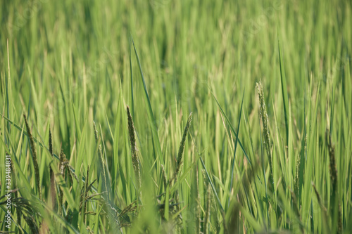 green young rice in a field background