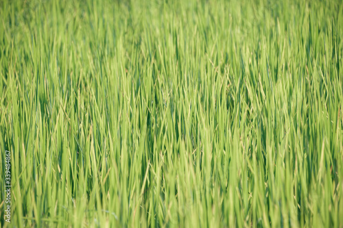 green young rice in a field background