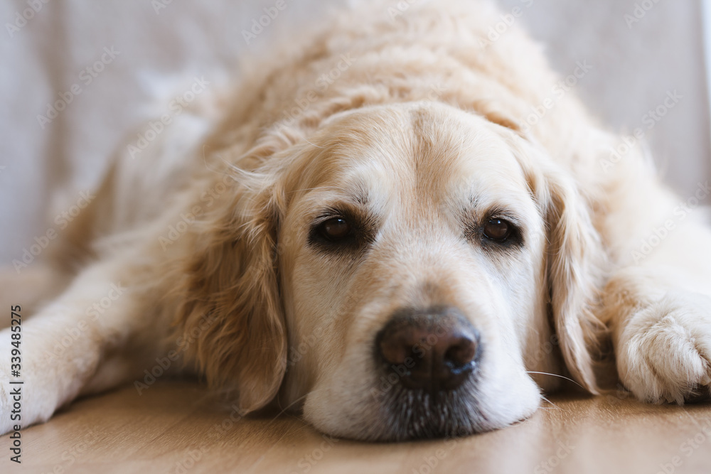 Close up of golden retriever laying with his head between his paws a bored expression on his face. The background is soft focus out of focus cream tones. Close up of golden retriever laying with his head between his paws a bored expression on his face. The background is soft focus out of focus cream tones.