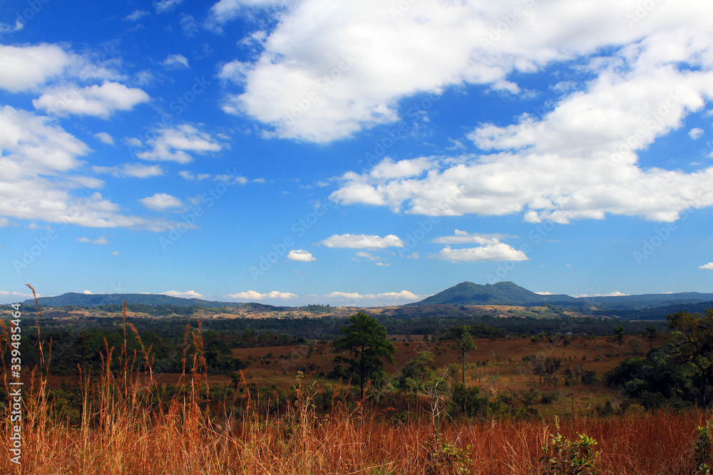 Beautiful landscape view of nature with pine tree, dry grass field with mountain, blue sky and clouds background at Thung Salaeng Luang national park, Phitsanulok, Thailand.