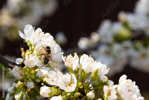 A beautiful flowering cherry branch with white bundles of petal buds. Spring full bloom. On one flower, a bee collects pollen. Close-up on a dark background with copy space.