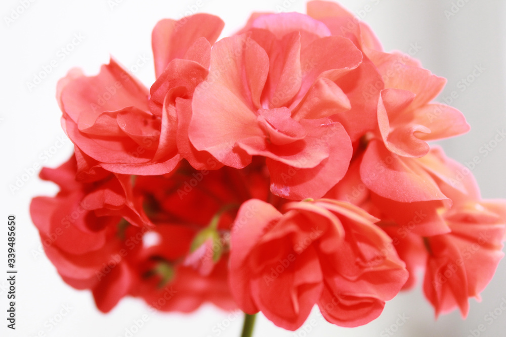 Red flower on white background