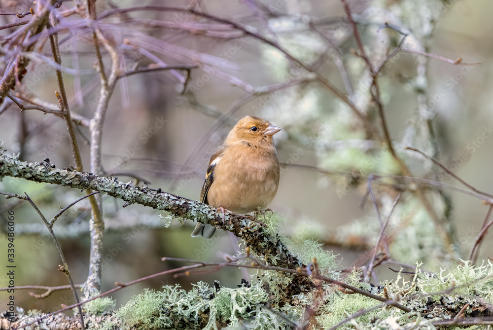 Chaffinch - Inverness Chaffinch - Inverness