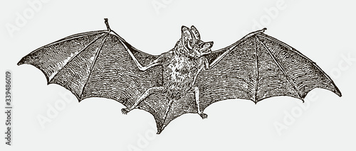 Fotografiet Serotine bat eptesicus serotinus spreading wings in front view