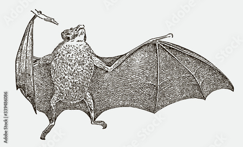 Common vampire bat desmodus rotundus hanging at a branch and spreading one wing, in front view. Illustration after engraving from 19th century