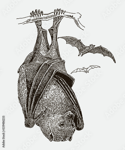 Large flying fox or kalong, pteropus vampyrus hanging upside down at a branch, in front view. Illustration after an engraving from the 19th century