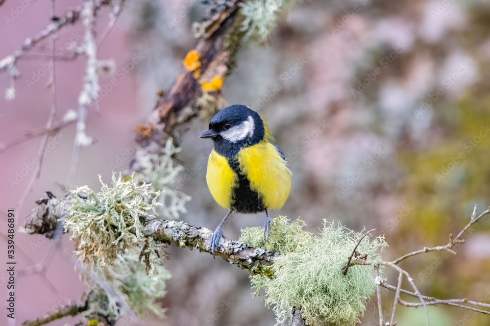 Obraz premium Great Tit - Inverness