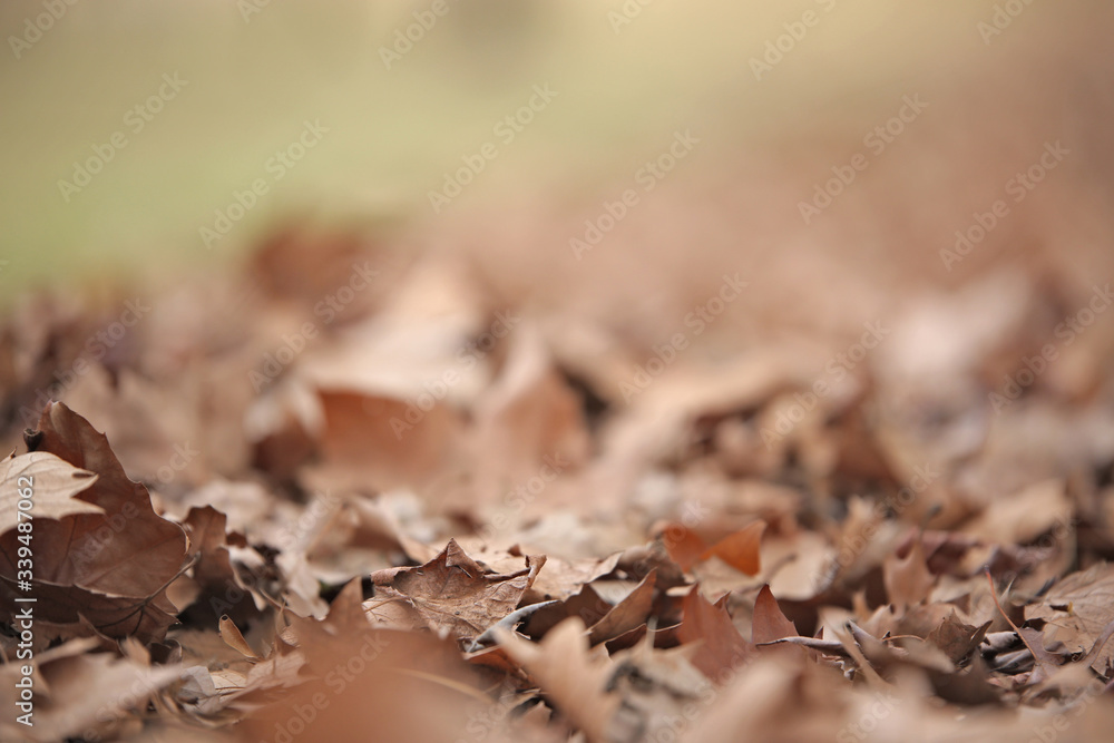 Dried leaves that have fallen off a tree laying on the ground under a tree during autumn going into winter. Dried leaves that have fallen off a tree laying on the ground under a tree during autumn going into winter.