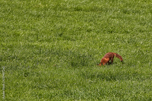 fuchs © Achim Banck