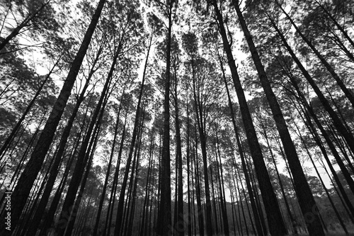 Many high pine tree in deep jungle or forest with sky and white clouds background in black and white tone Phu Hin Rong Kla National Park  Phitsanulok  Thailand. Nature wallpaper