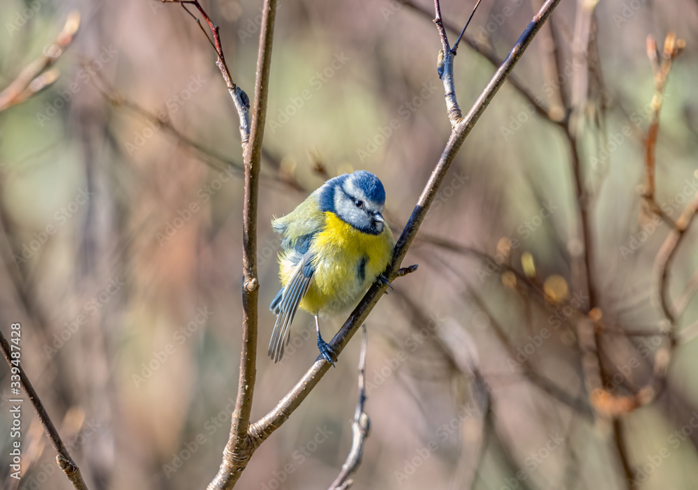 Obraz premium Broken Wing Blue Tit - Inverness