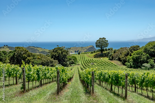 Waiheke Island vineyard, Auckland region, New Zealand photo