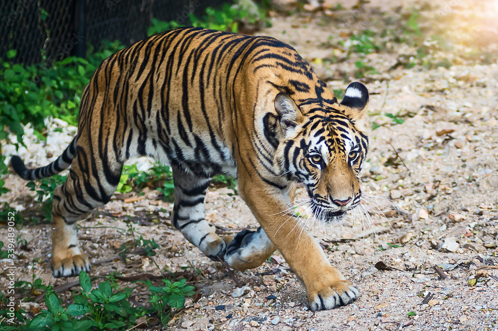 The tiger walked in to find what he was interested in. The tiger walked in to find what he was interested in.