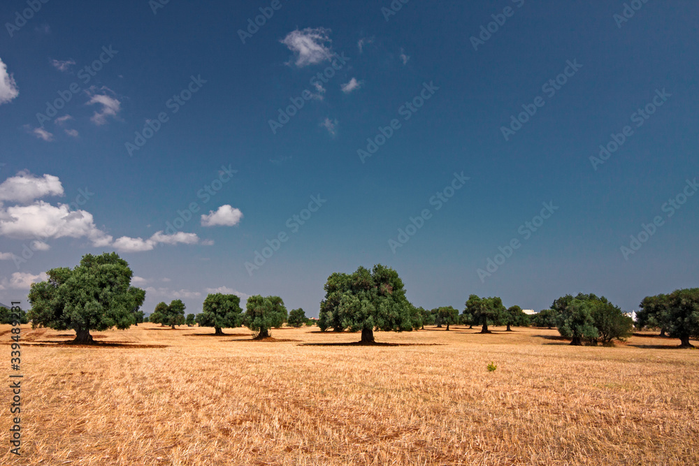 Fototapeta premium View of centuries-old olive trees, in the Apulian countryside in Italy.