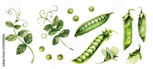 Green peas. Hand drawing watercolor. Can be used for postcards, stickers, encyclopedias, menus, ingredients of dishes. Style design for the label, cover, prints .