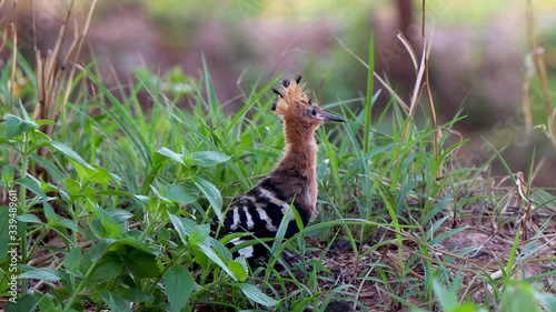 The little bird is calling to the mother.