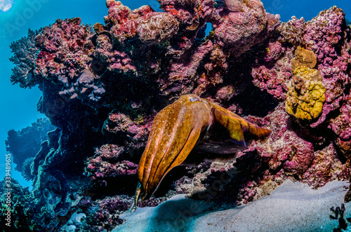 Cuttlefish swimming around a coral reef