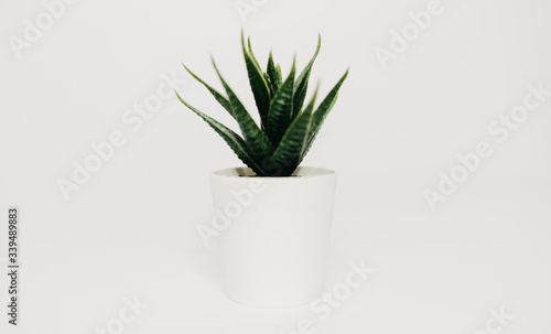 A green plant for your room