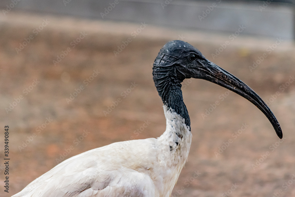 Obraz premium Australian White Ibis bird, close up photo.
