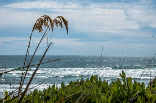 Subtropical beach with lonely reeds. Tasman sea, New Zealand photo