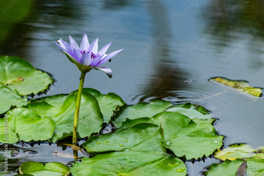 Water lily flower on the water. Water lily flower on the water.