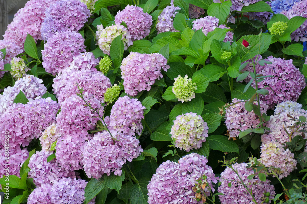 Blooming hydrangea bush in a garden of Sarthi in greece Blooming hydrangea bush in a garden of Sarthi in greece