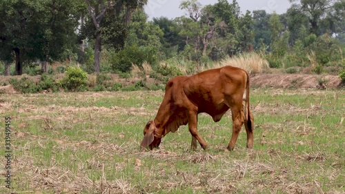 Cows are eating grass in dry rice fields.
