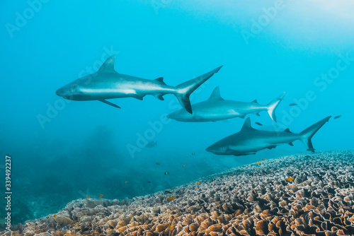 Grey reef sharks swimming peacefully over a coral reef