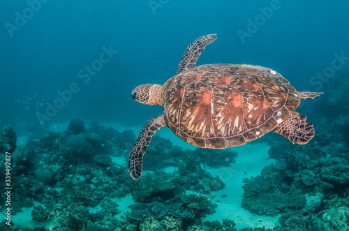 Green turtle swimming among colorful coral reef formations in the wild